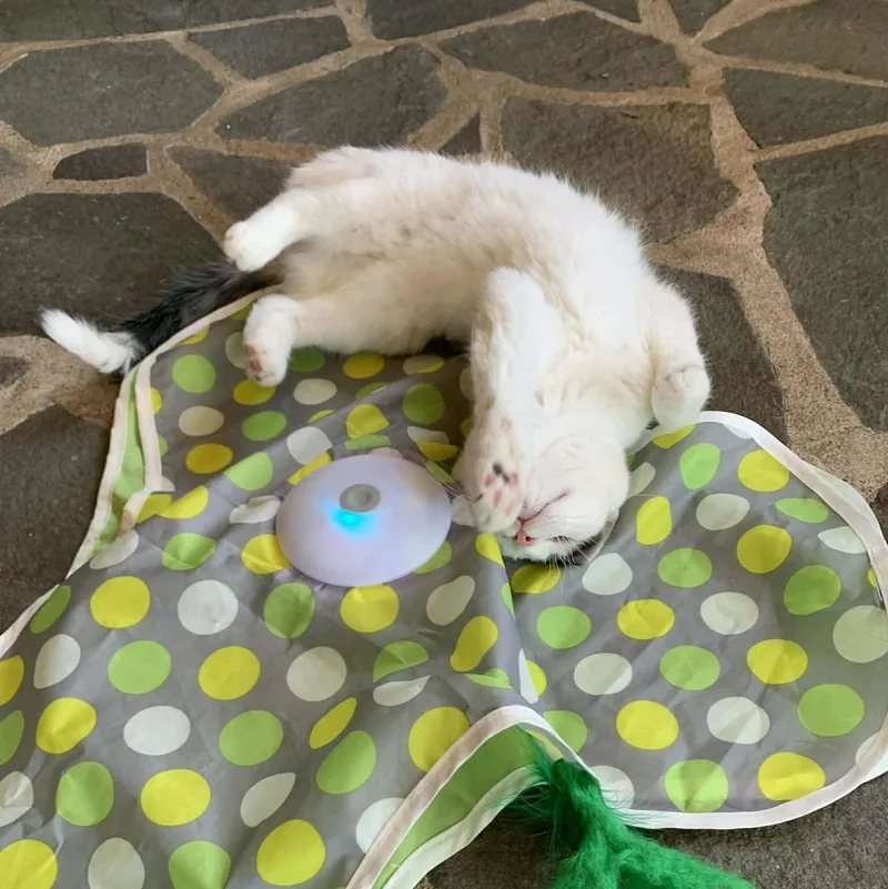 Miss Piggy thumbnail 3