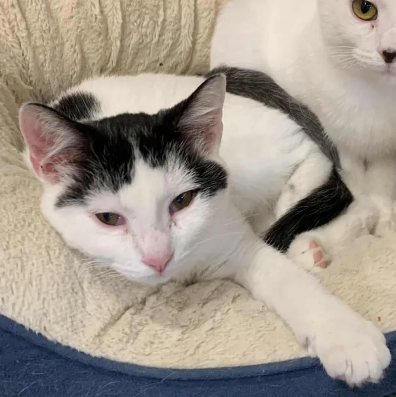 Miss Piggy thumbnail 4