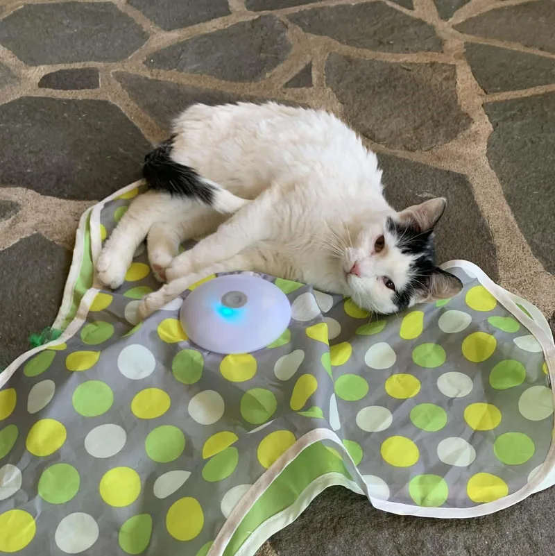 Miss Piggy thumbnail 5