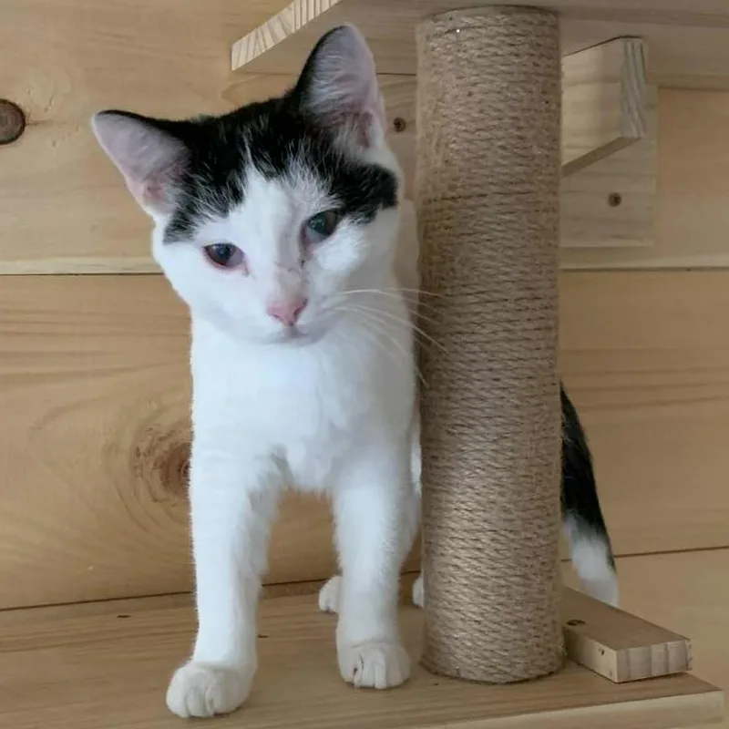 Miss Piggy thumbnail 6