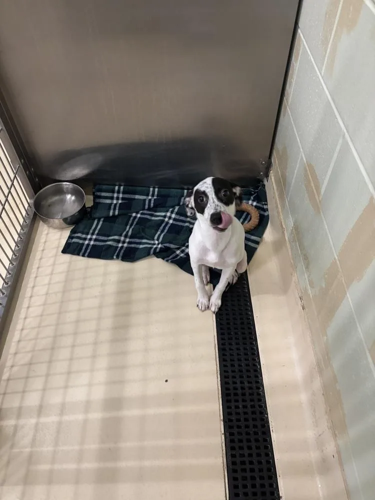 A young medium-sized female Tricolor (Brown, Black, & White) Australian Cattle Dog / Blue Heeler dog named Camilla for adoption in Kalamazoo, MI