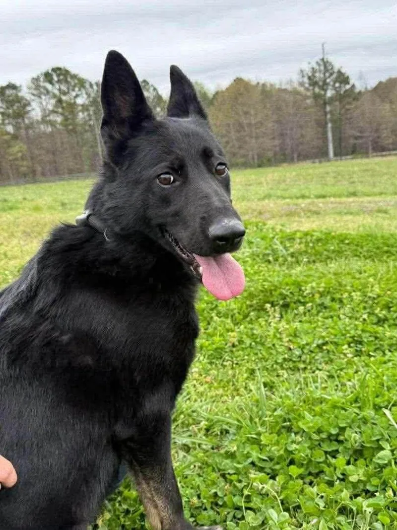 A young large-sized female German Shepherd Dog dog named Lucy for adoption in Parrish, FL