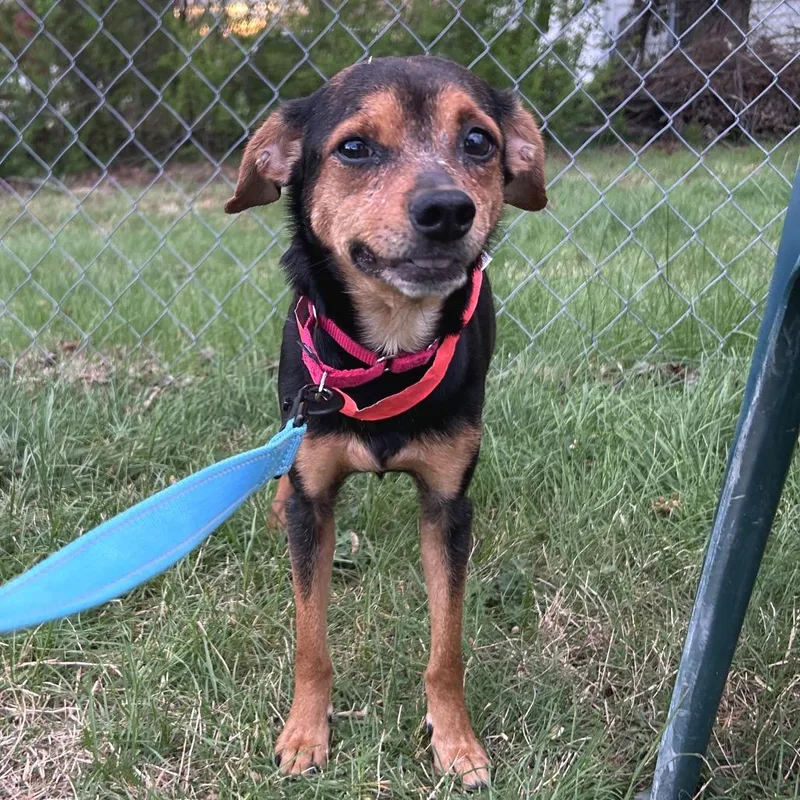 An adult small-sized female Black Mixed Breed dog named Bismarck for adoption in Fredericksburg, VA