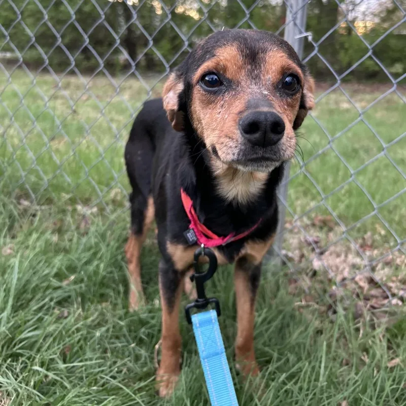 Bismarck thumbnail 4