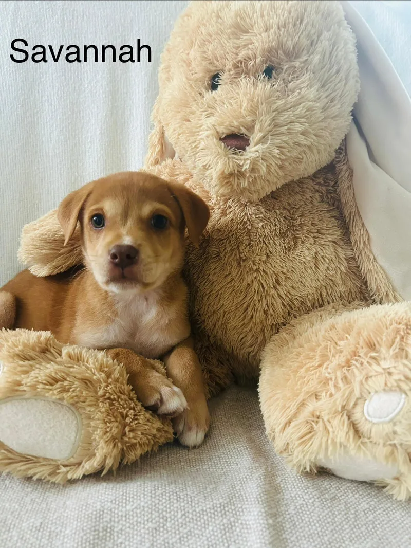 A baby medium-sized female Brown / Chocolate Labrador Retriever dog named Savannah for adoption in Fort Belvoir, VA