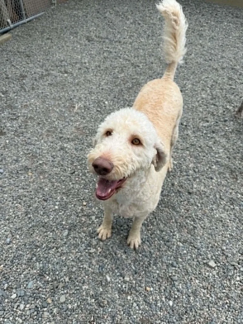 An adult large-sized female Goldendoodle dog named Barbie for adoption in St. Maries, ID