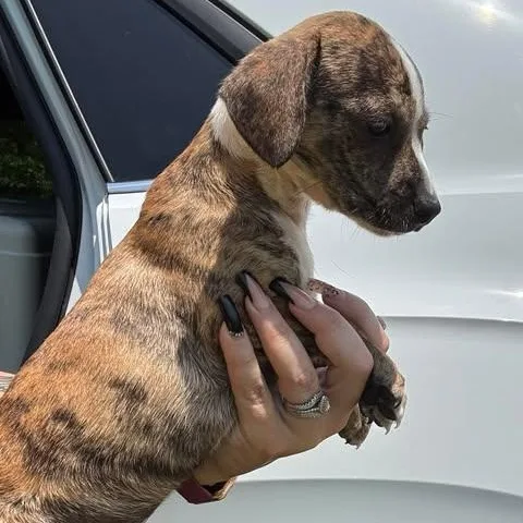 A baby small-sized male Brindle Chiweenie dog named Berry for adoption in Crosby, TX