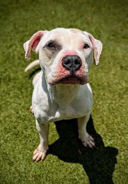 An adult large-sized male American Bulldog dog named Ace for adoption in Clyde, NC