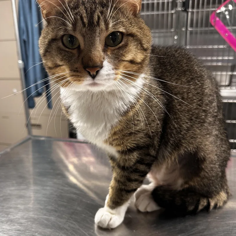 An adult medium-sized male Tabby (Brown / Chocolate) Domestic Short Hair cat named Ray for adoption in North East, MD