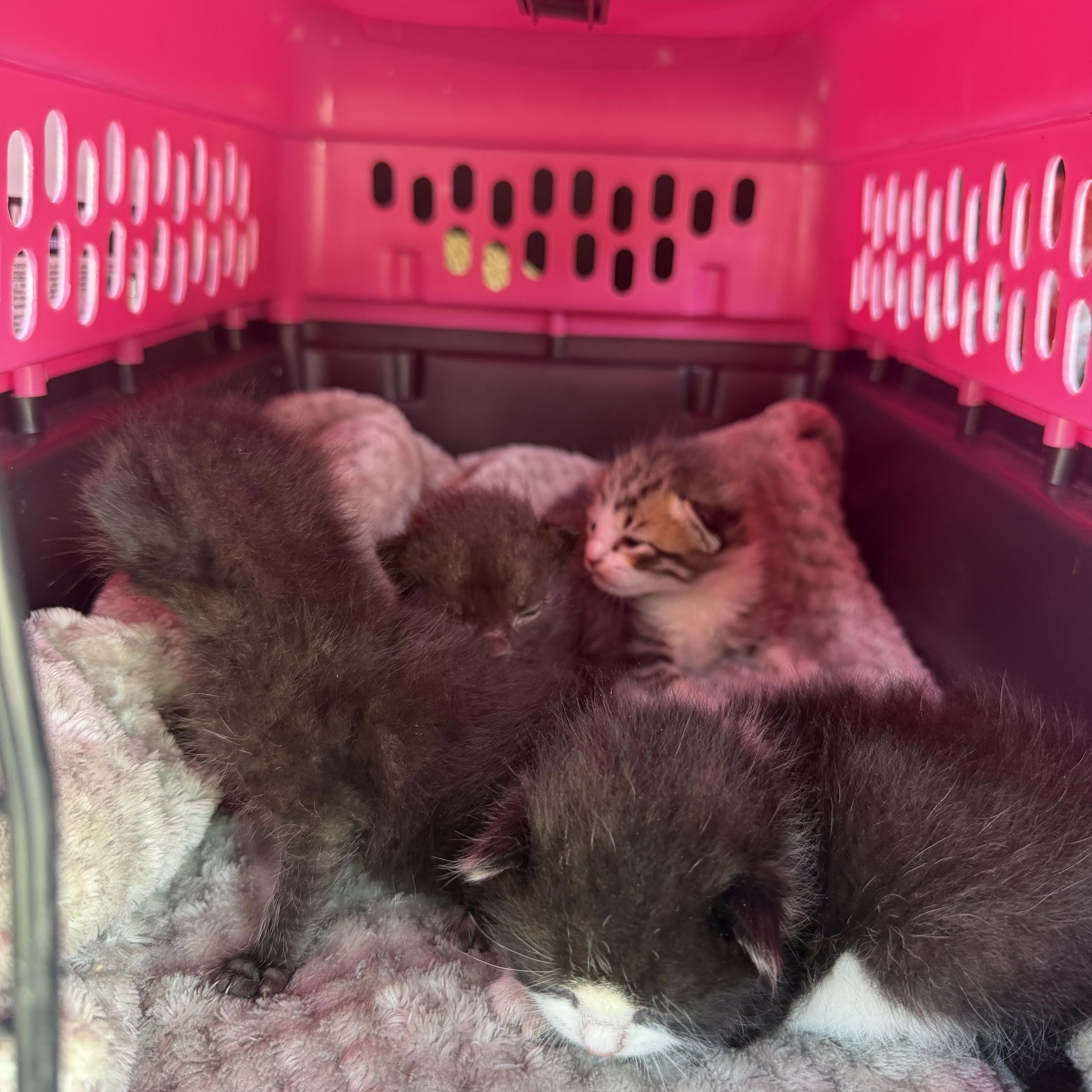 Bottle Babies 🍼 🐱 thumbnail 2