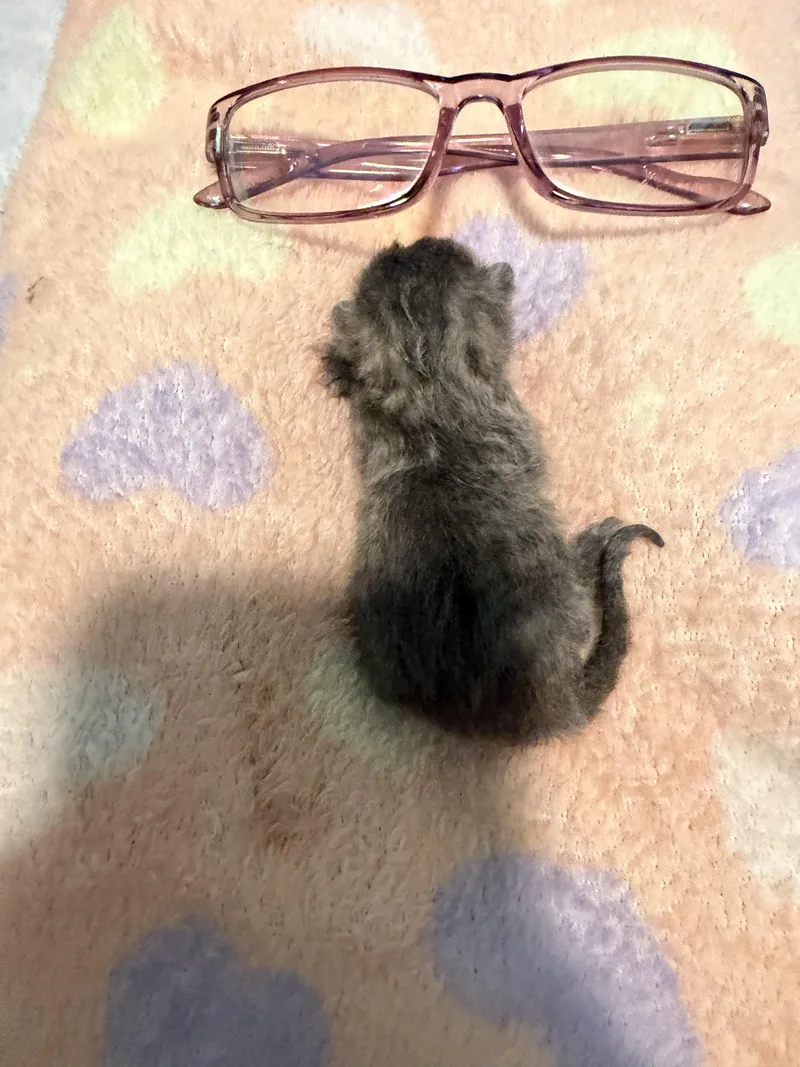 Bottle Babies 🍼 🐱 thumbnail 3