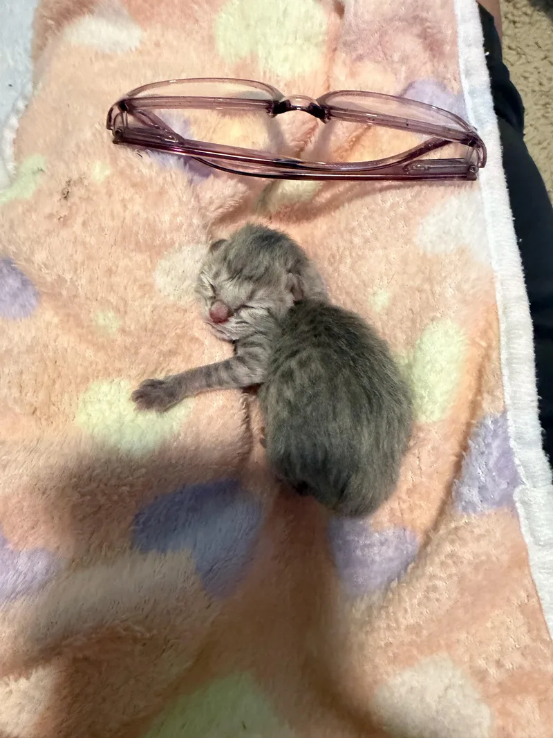 Bottle Babies 🍼 🐱 thumbnail 4