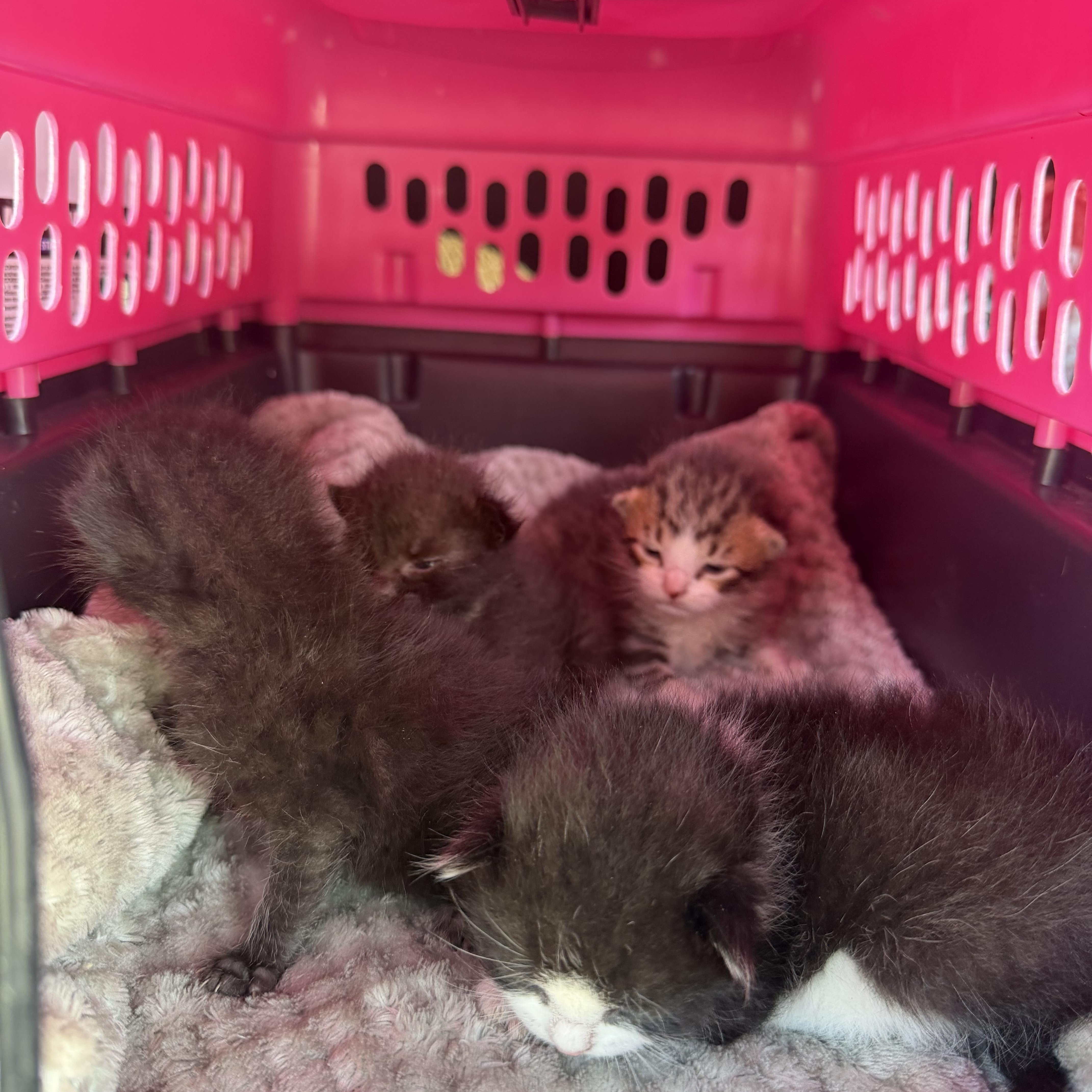 Bottle Babies 🍼 🐱 thumbnail 5