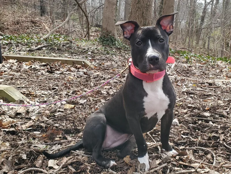 A young medium-sized female Black Terrier dog named Cadence for adoption in Port Washington, NY