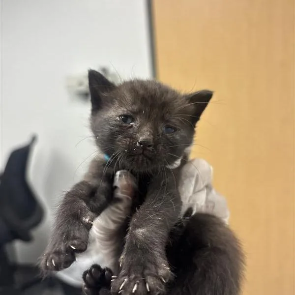 A baby small-sized female Black Domestic Short Hair cat named Navy for adoption in Jacksonville, FL
