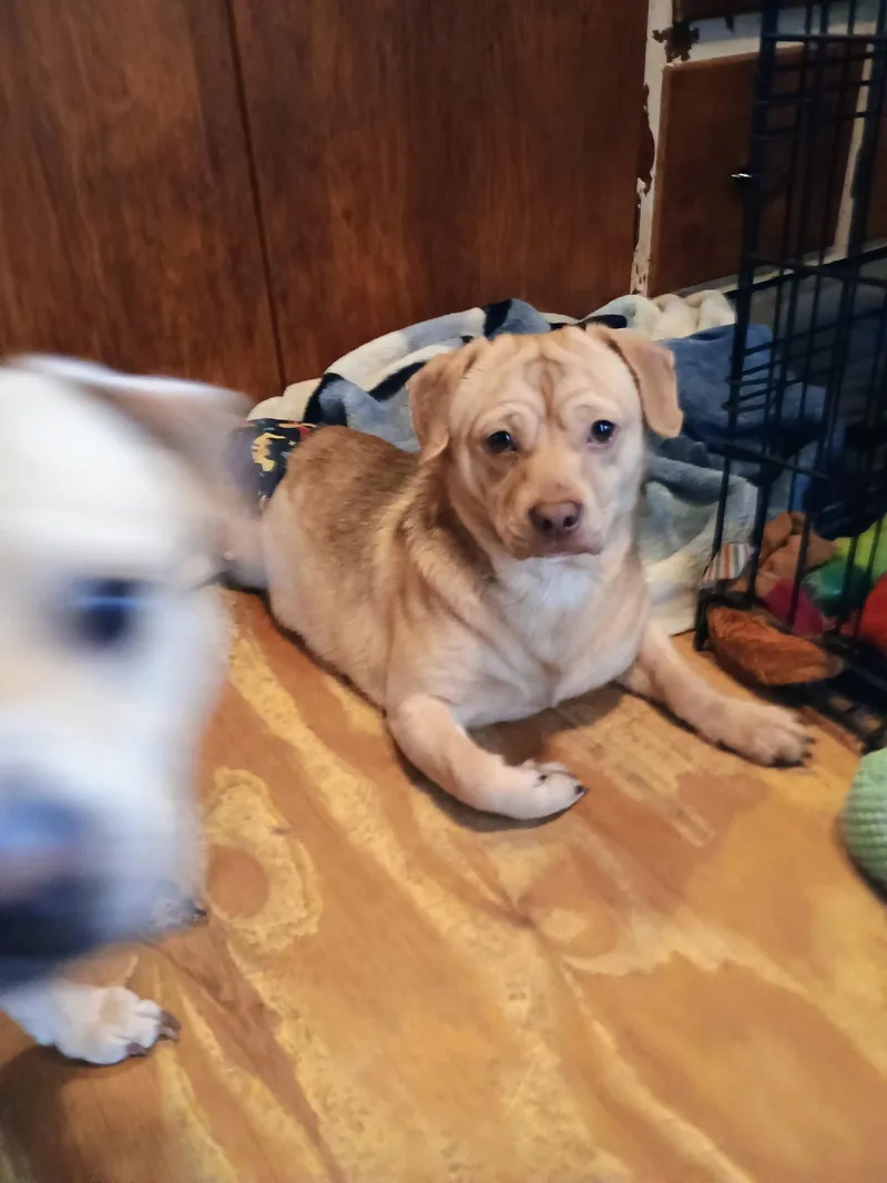 A baby small-sized male Chihuahua dog named Nico for adoption in Plain City, OH