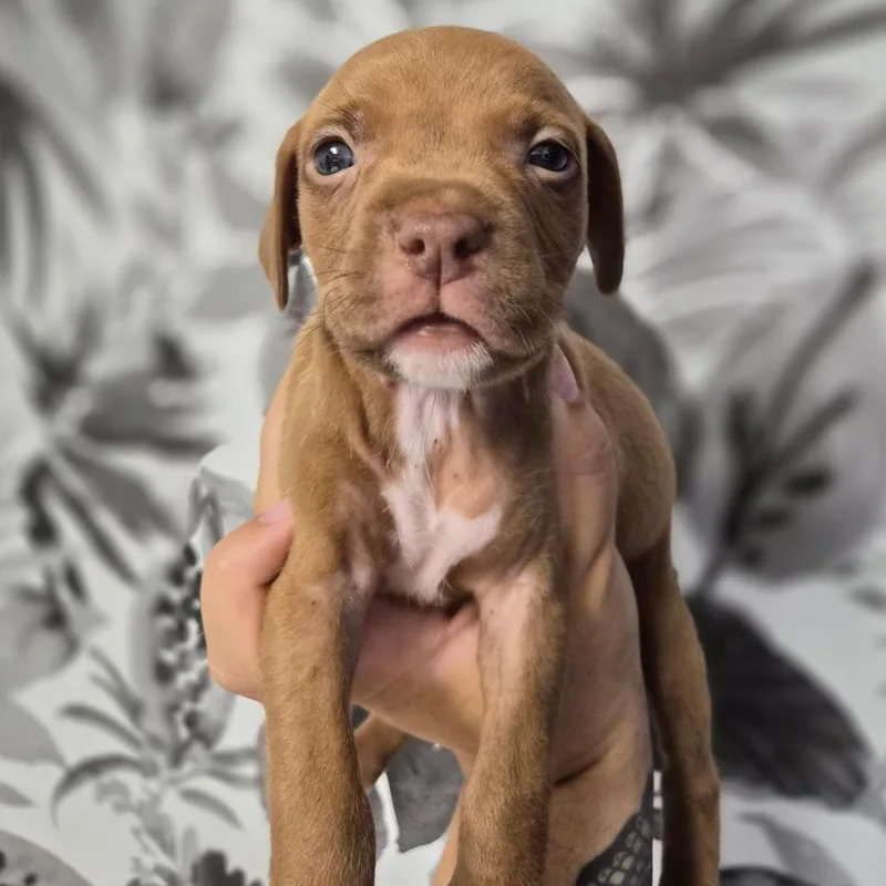 A baby medium-sized female Brown / Chocolate Basset Hound dog named Jackpot for adoption in Wahiawa, HI