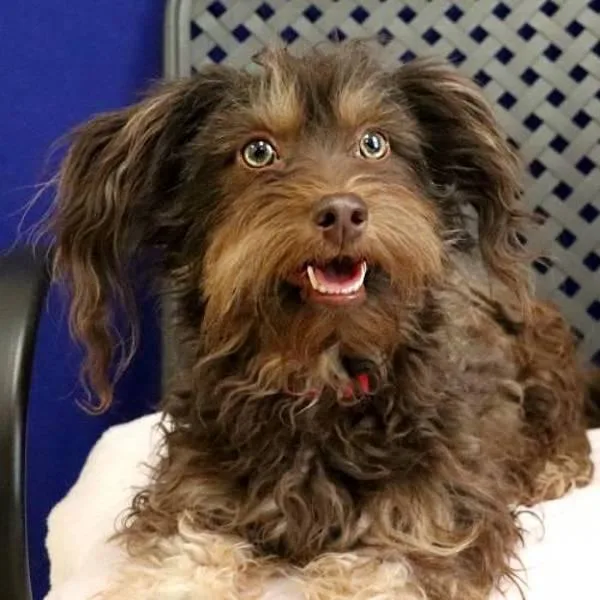 Brittany thumbnail 2