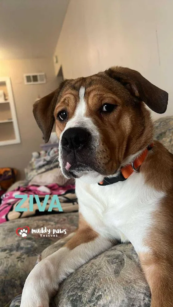 Aziva Aka Ziva thumbnail 4