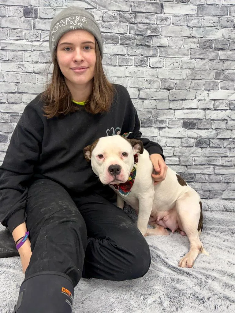 An adult medium-sized female American Bulldog dog named Bubbles for adoption in Muskegon, MI