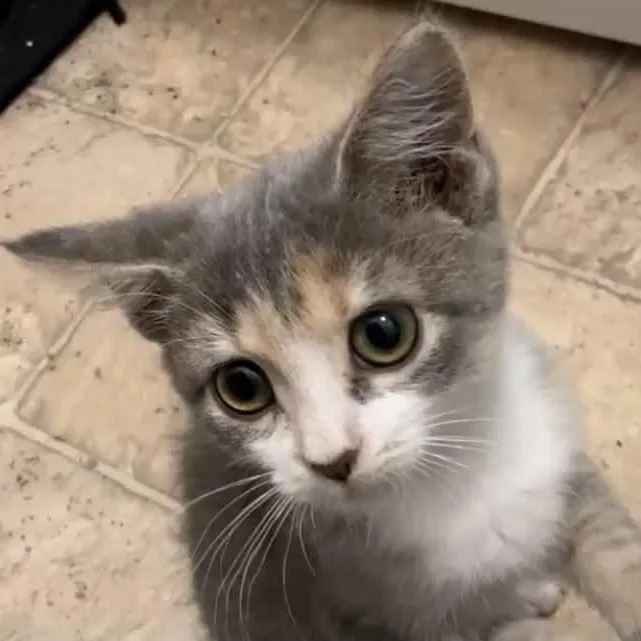 A baby medium-sized female Dilute Tortoiseshell Domestic Short Hair cat named Chickadee for adoption in Martinsville, IN
