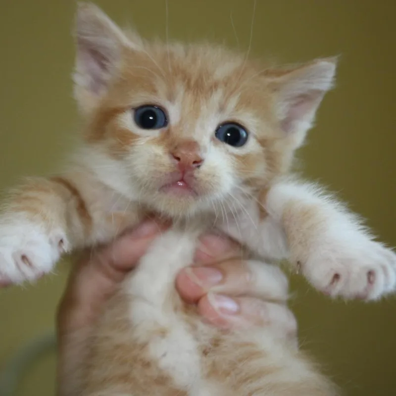 A baby small-sized male Orange / Red Domestic Short Hair cat named Princess Bride Litter Sawyer for adoption in Washington, DC