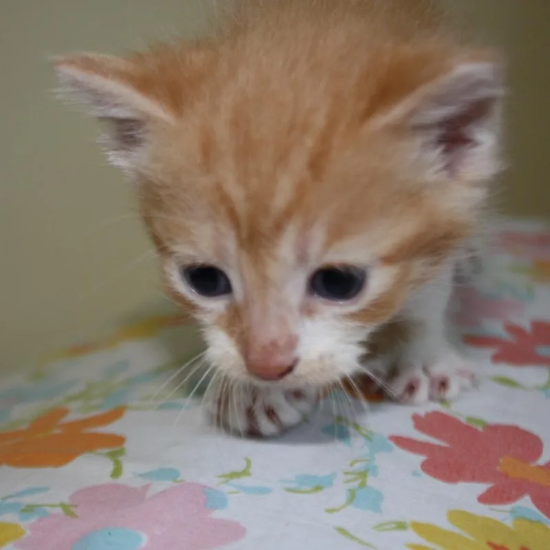 Princess Bride Litter Sawyer thumbnail 2