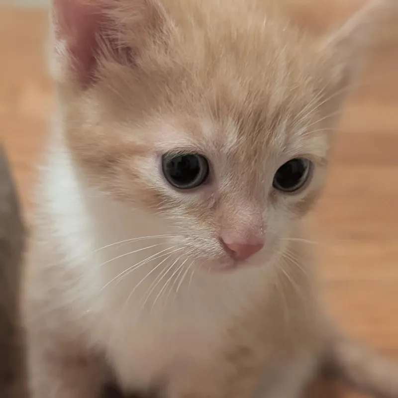 Princess Bride Litter Sawyer thumbnail 3