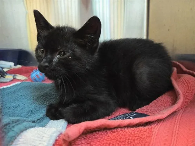 A baby small-sized male Domestic Short Hair cat named Carbon for adoption in Martinez, CA