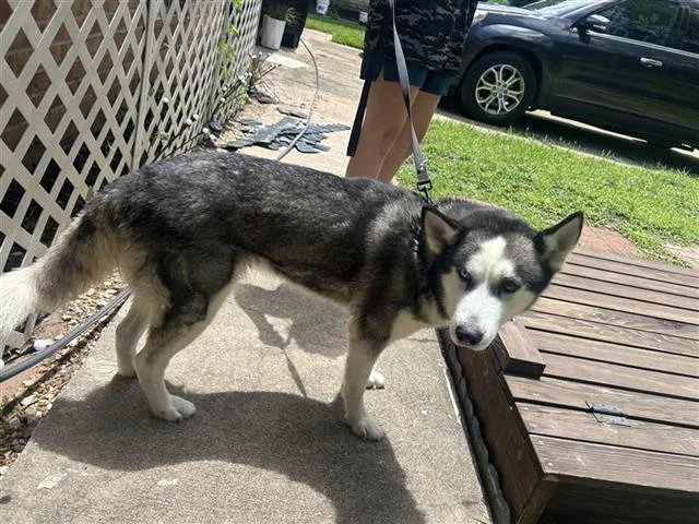An adult medium-sized female Husky dog named A for adoption in Houston, TX
