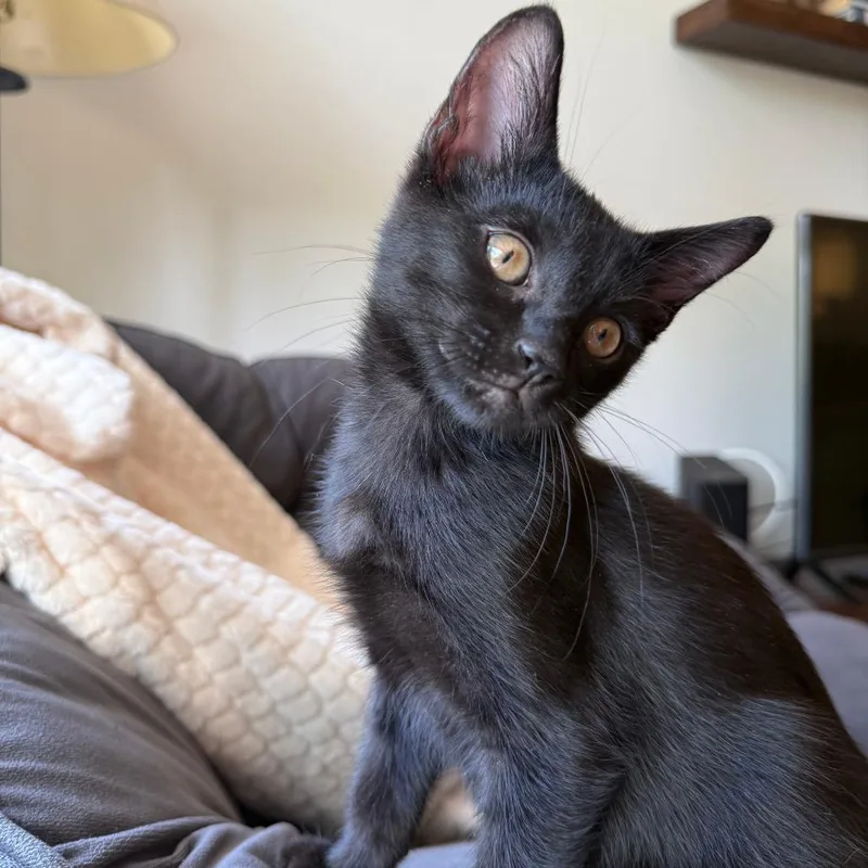 A baby small-sized female Domestic Short Hair cat named Bashful for adoption in Fort Belvoir, VA