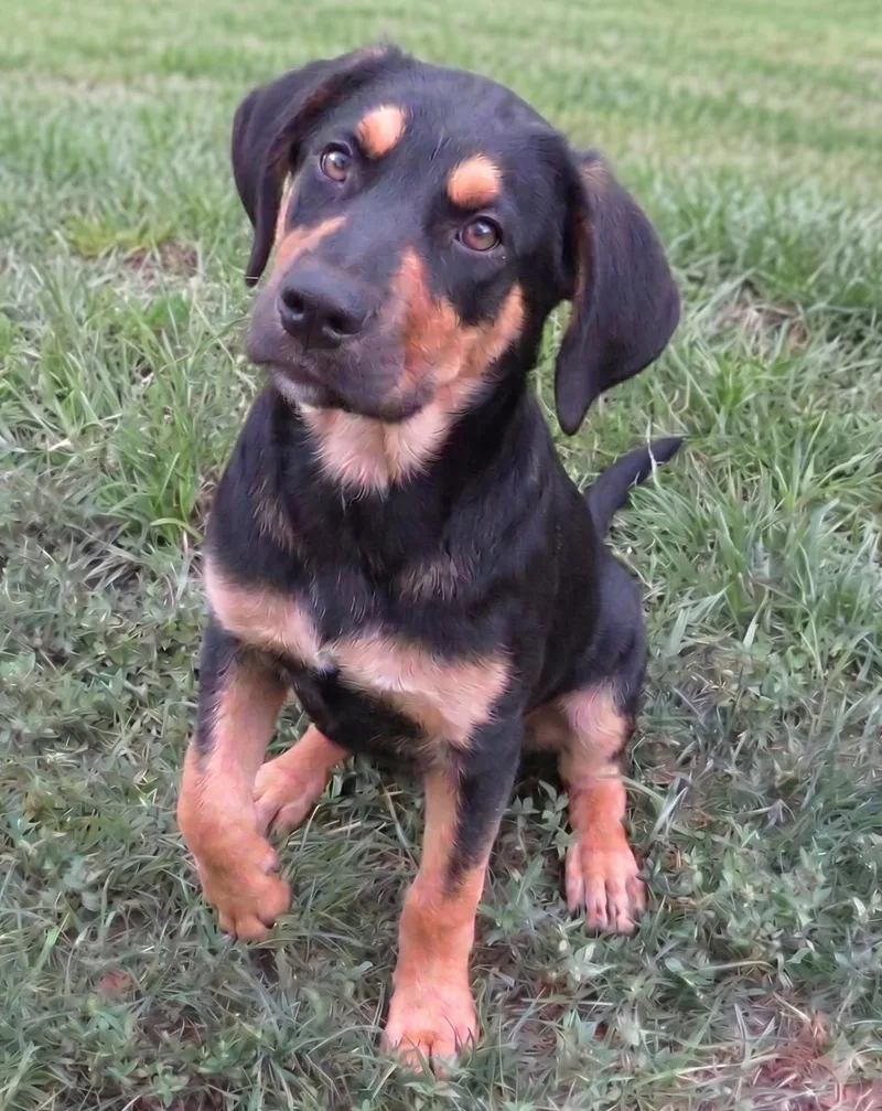 A baby large-sized male Black Hound dog named Fudge for adoption in Crown Point, IN