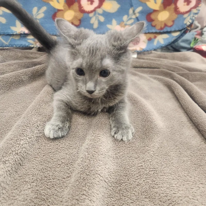 A baby medium-sized male Gray / Blue / Silver Domestic Short Hair cat named Chuck for adoption in Hagerstown, MD