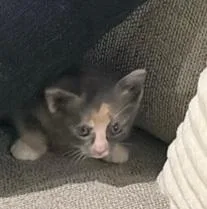 A baby medium-sized female Dilute Tortoiseshell cat named Mazzy for adoption in Columbia, SC