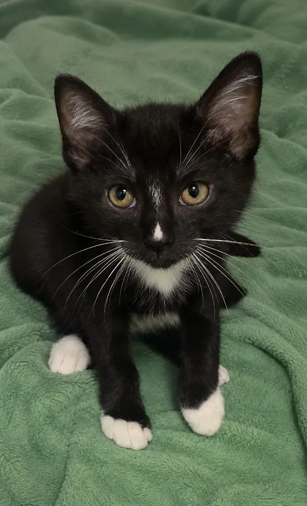 A baby small-sized male Domestic Short Hair cat named Gene for adoption in Columbia, TN