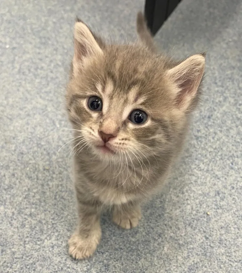 A baby medium-sized female Domestic Short Hair cat named Rebecca for adoption in Portland, IN