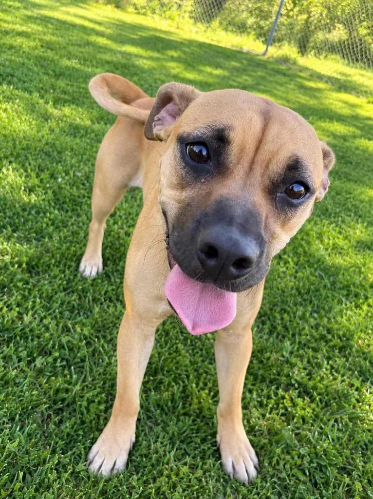 A young medium-sized female Mixed Breed dog named Pixie for adoption in Lagrange, IN