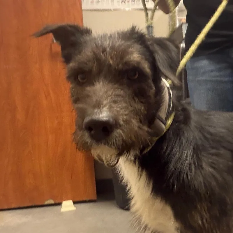 An adult large-sized male Yellow / Tan / Blond / Fawn Mixed Breed dog named Crow for adoption in Yuma, AZ