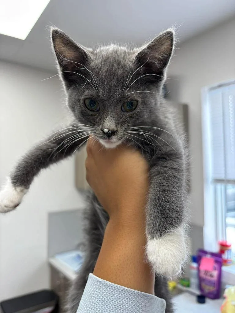 A baby medium-sized female American Shorthair cat named Jamie Fraser for adoption in Van Wert, OH