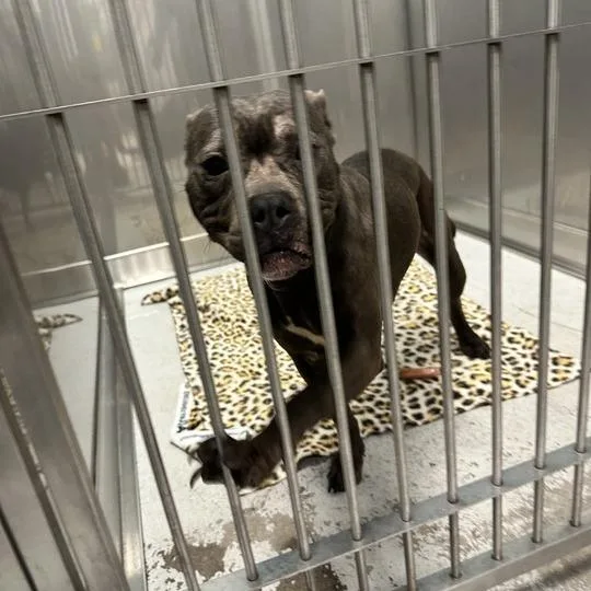 An adult medium-sized female Gray / Blue / Silver Mixed Breed dog named Meeka for adoption in Davenport, IA