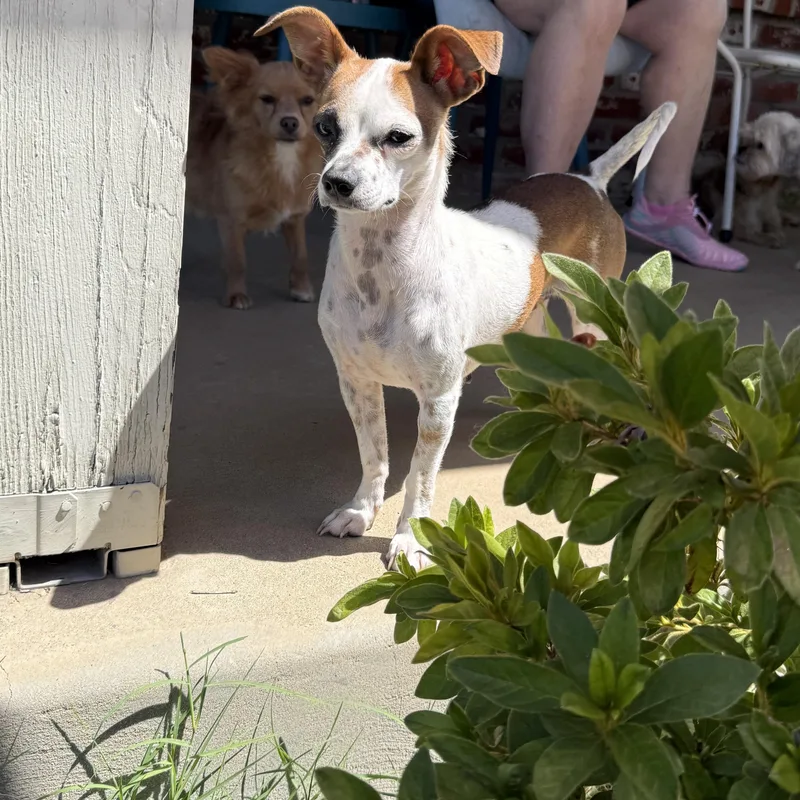An adult small-sized female Chihuahua dog named Pat for adoption in citrus heights, CA