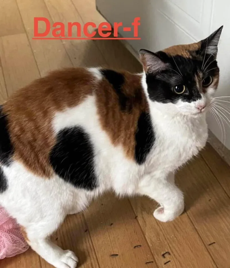 Dancer