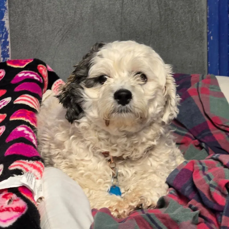 An adult small-sized female White / Cream Shih Tzu dog named Ct Brooke for adoption in Eastford, CT