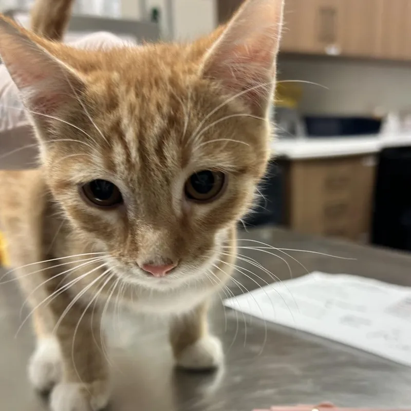A baby small-sized male Domestic Short Hair cat named Velcro for adoption in Reno, NV