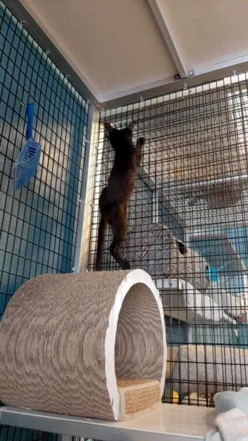 Cocoa Puff thumbnail 6