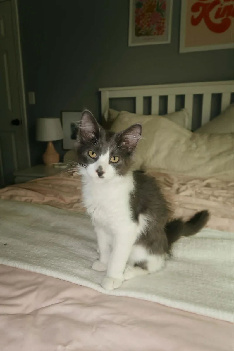 A baby medium-sized male Gray & White Domestic Short Hair cat named Zach for adoption in Overland Park, KS