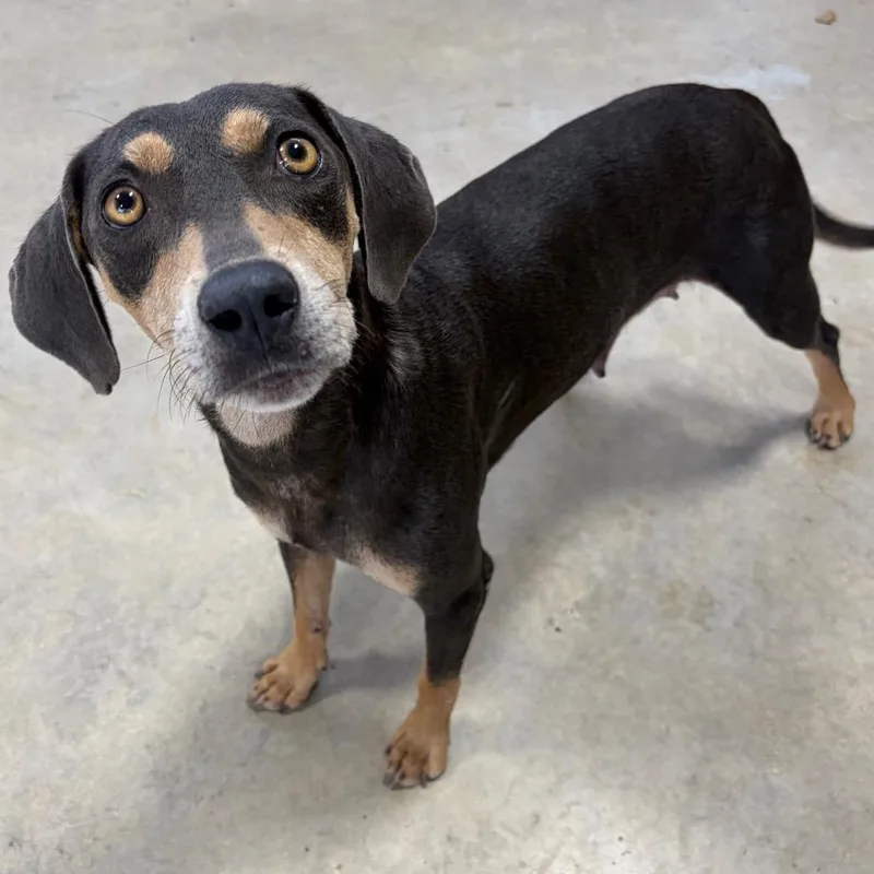 An adult medium-sized female Blue Lacy dog named Macey KCAC for adoption in Kerrville, TX