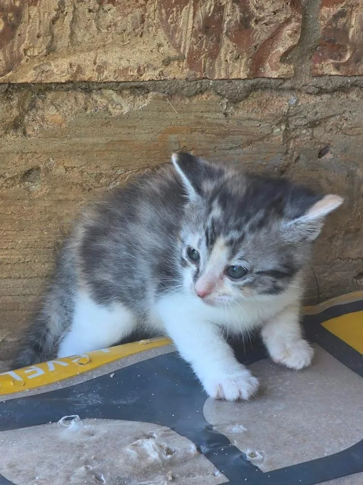 A baby small-sized female Domestic Short Hair cat named January for adoption in Shawnee, OK