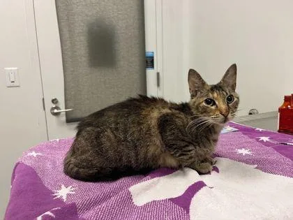 An adult medium-sized female Brown / Chocolate Domestic Short Hair cat named Zooble for adoption in Kansas City, MO