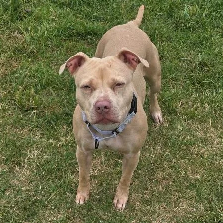 An adult large-sized female Apricot / Beige Staffordshire Bull Terrier dog named Hazelnut for adoption in Harrisonburg, VA